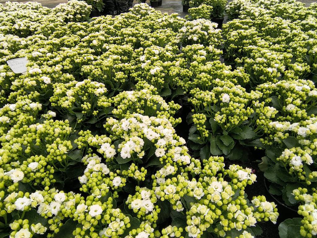 flor-do-papai-voce-sabe-qual-e-essa-flor-especial-de-dia-dos-pais-kalanchoe-05 Flor-do-papai: você sabe qual é essa flor especial de Dia dos Pais?