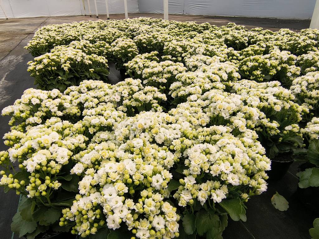 flor-do-papai-voce-sabe-qual-e-essa-flor-especial-de-dia-dos-pais-kalanchoe-06 Flor-do-papai: você sabe qual é essa flor especial de Dia dos Pais?