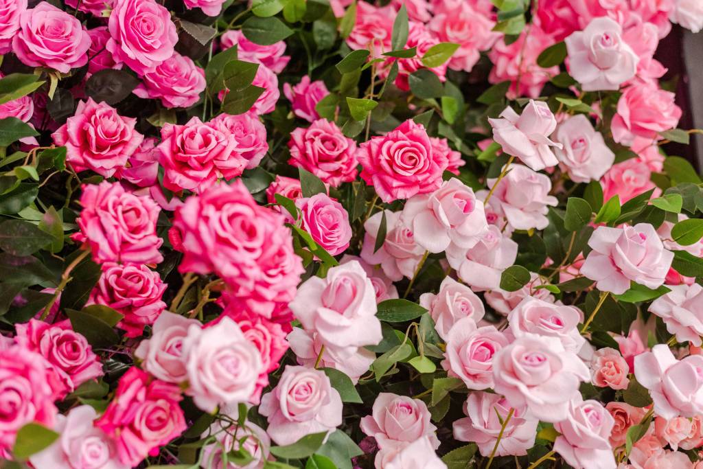taylor-swift-esta-noiva-veja-quais-as-flores-do-jardim-do-noivado-e-seus-signifcados-e-unsplash-rosas Taylor Swift está noiva! Veja quais as flores do jardim do noivado e seus signifcados