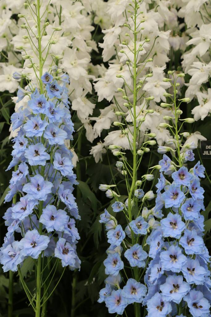 taylor-swift-esta-noiva-veja-quais-as-flores-do-jardim-do-noivado-e-seus-signifcados-kelsey-farish-unsplash-delfinios Taylor Swift está noiva! Veja quais as flores do jardim do noivado e seus signifcados