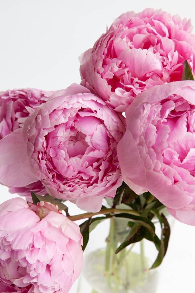 taylor-swift-esta-noiva-veja-quais-as-flores-do-jardim-do-noivado-e-seus-signifcados-rebecca-unsplash-peonia Taylor Swift está noiva! Veja quais as flores do jardim do noivado e seus signifcados