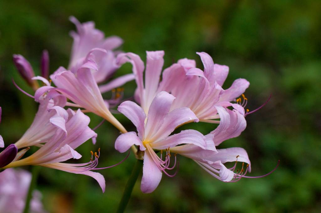 taylor-swift-esta-noiva-veja-quais-as-flores-do-jardim-do-noivado-e-seus-signifcados-wikimedia-commons-lirio-surpresa Taylor Swift está noiva! Veja quais as flores do jardim do noivado e seus signifcados