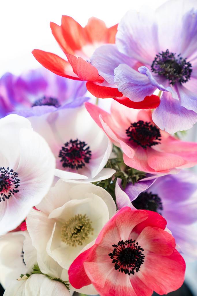 taylor-swift-esta-noiva-veja-quais-as-flores-do-jardim-do-noivado-e-seus-signifcados-zoe-richardson-unsplash-anemonas Taylor Swift está noiva! Veja quais as flores do jardim do noivado e seus signifcados