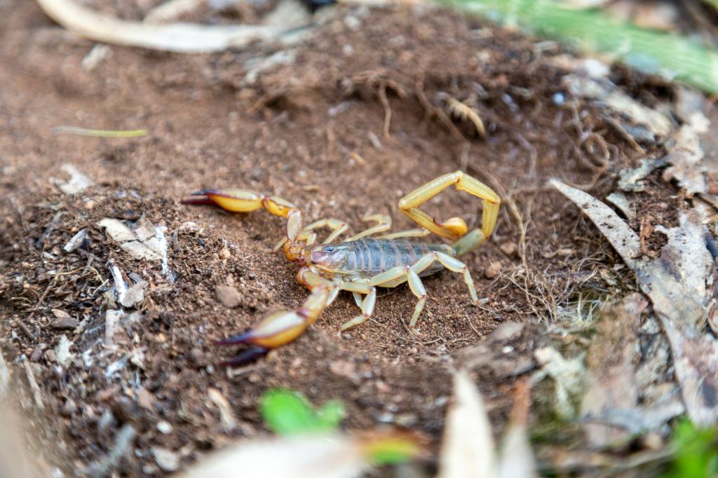 Seu jardim pode estar atraindo escorpiões! Veja quais plantas evitar