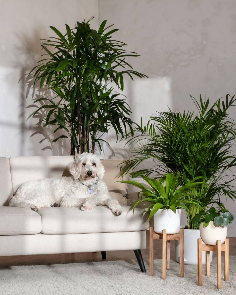 NÃO tenha essas plantas se você tem pets