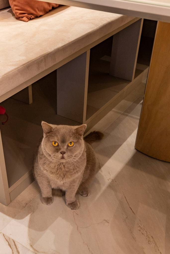 dia-dos-pets-5-projetos-com-cantinhos-exclusivos-para-caes-e-gatos-daniela-funari-02 Dia dos Pets: 5 projetos com cantinhos exclusivos para cães e gatos. Projeto de Daniela Funari.