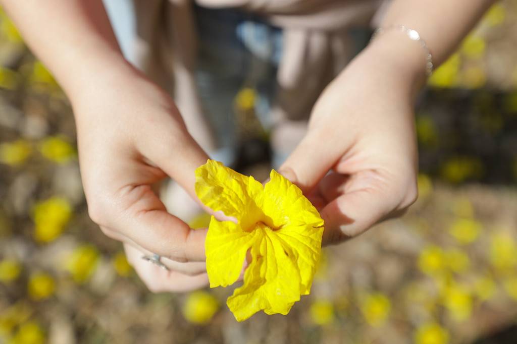 É a época de florada dos ipês!