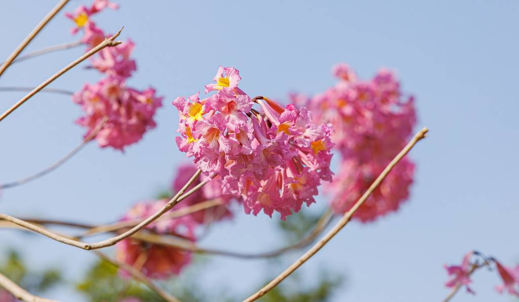 É a época de florada dos ipês!