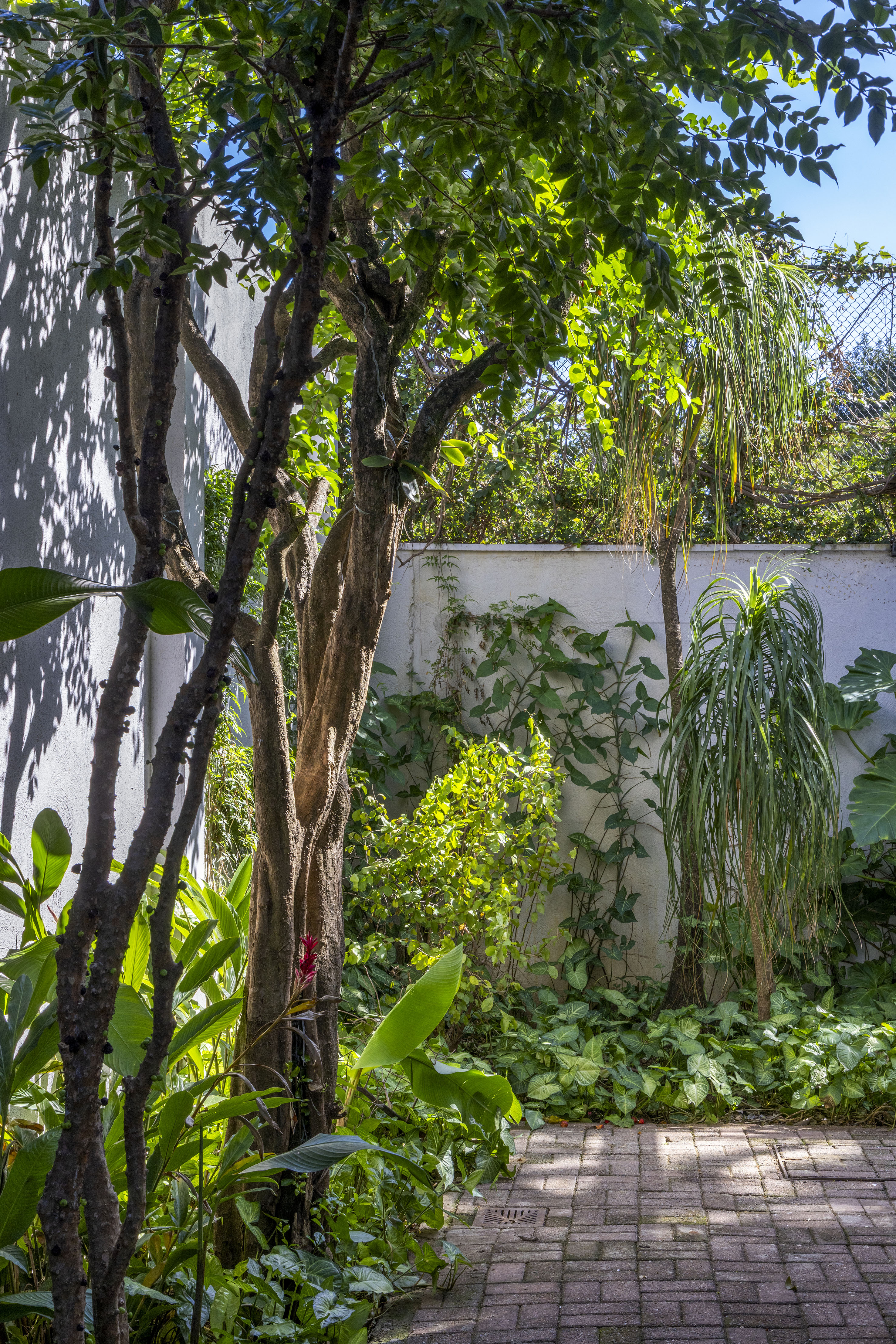 A transformação de um jardim tropical: conheça o projeto de paisagismo no Itanhangá. Projeto de Horto Girassol.