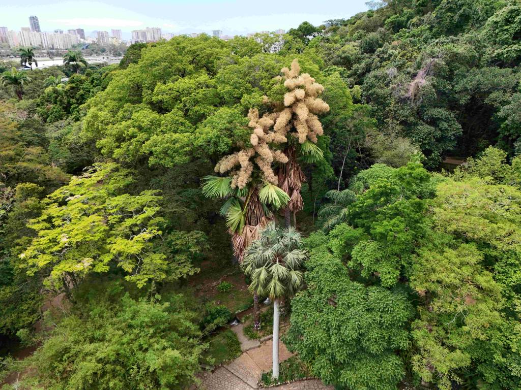 Floração rara de palmeira no Jardim Botânico do Rio demora 70 anos para acontecer