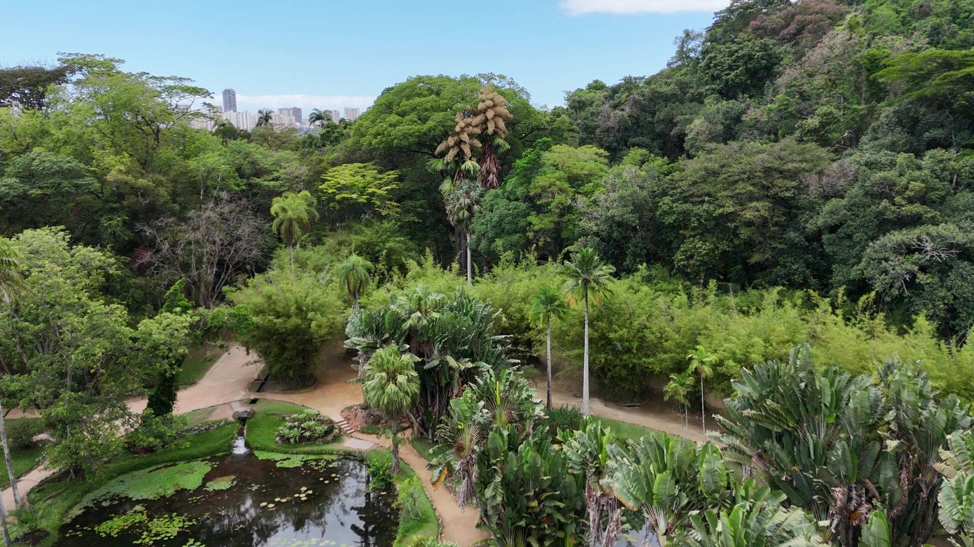Floração rara de palmeira no Jardim Botânico do Rio encanta visitantes
