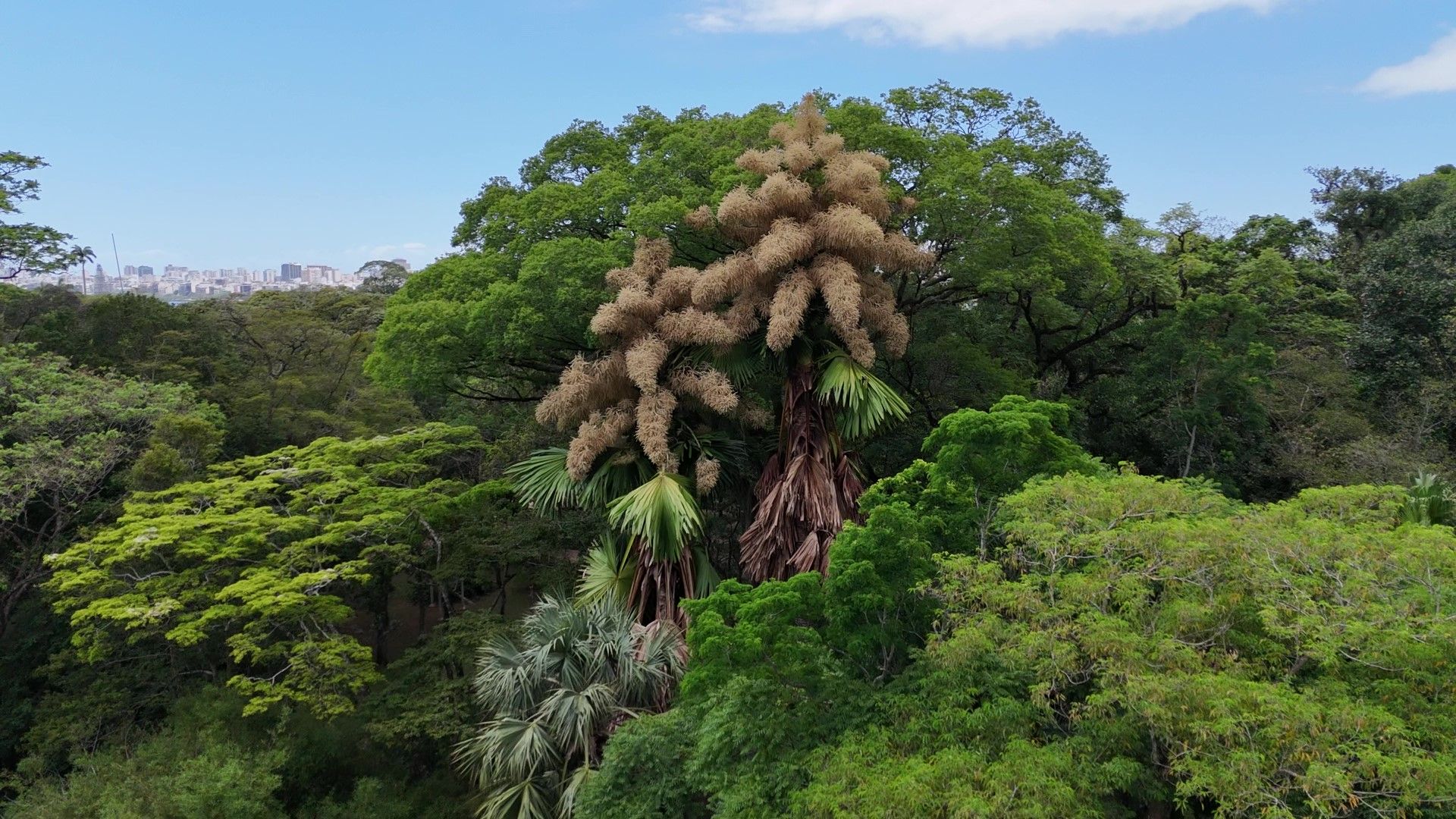 Floração rara de palmeira no Jardim Botânico do Rio encanta visitantes