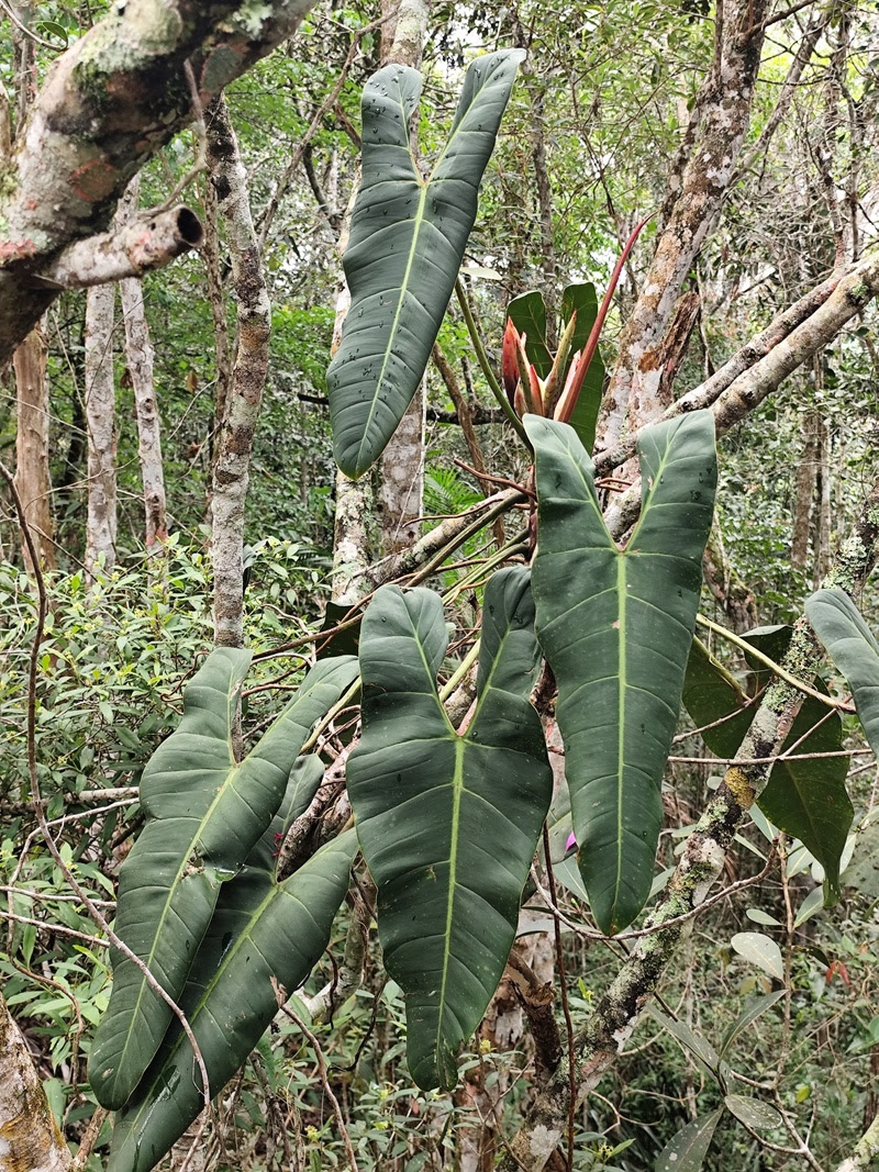 Nova espécie de filodendro é descoberta no Espírito Santo!