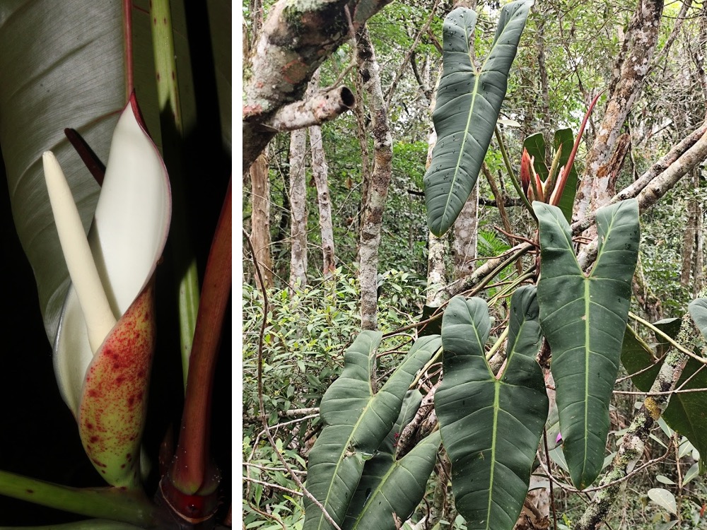 Nova espécie de filodendro é descoberta no Espírito Santo!