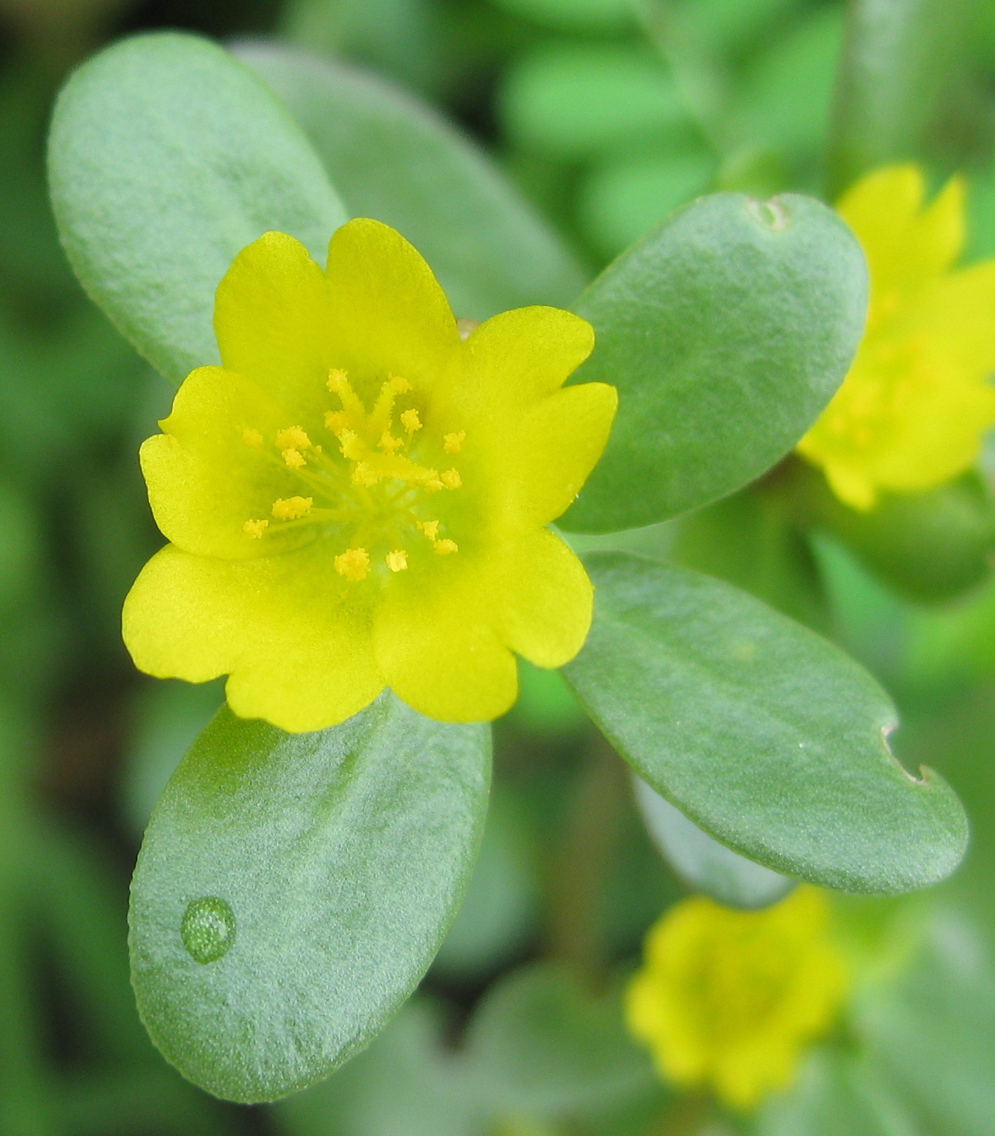 Flor amarela vibrante com cinco pétalas e estames dourados, cercada por folhas verdes ovais, uma delas com uma gota dágua, em um fundo desfocado de folhagem verde