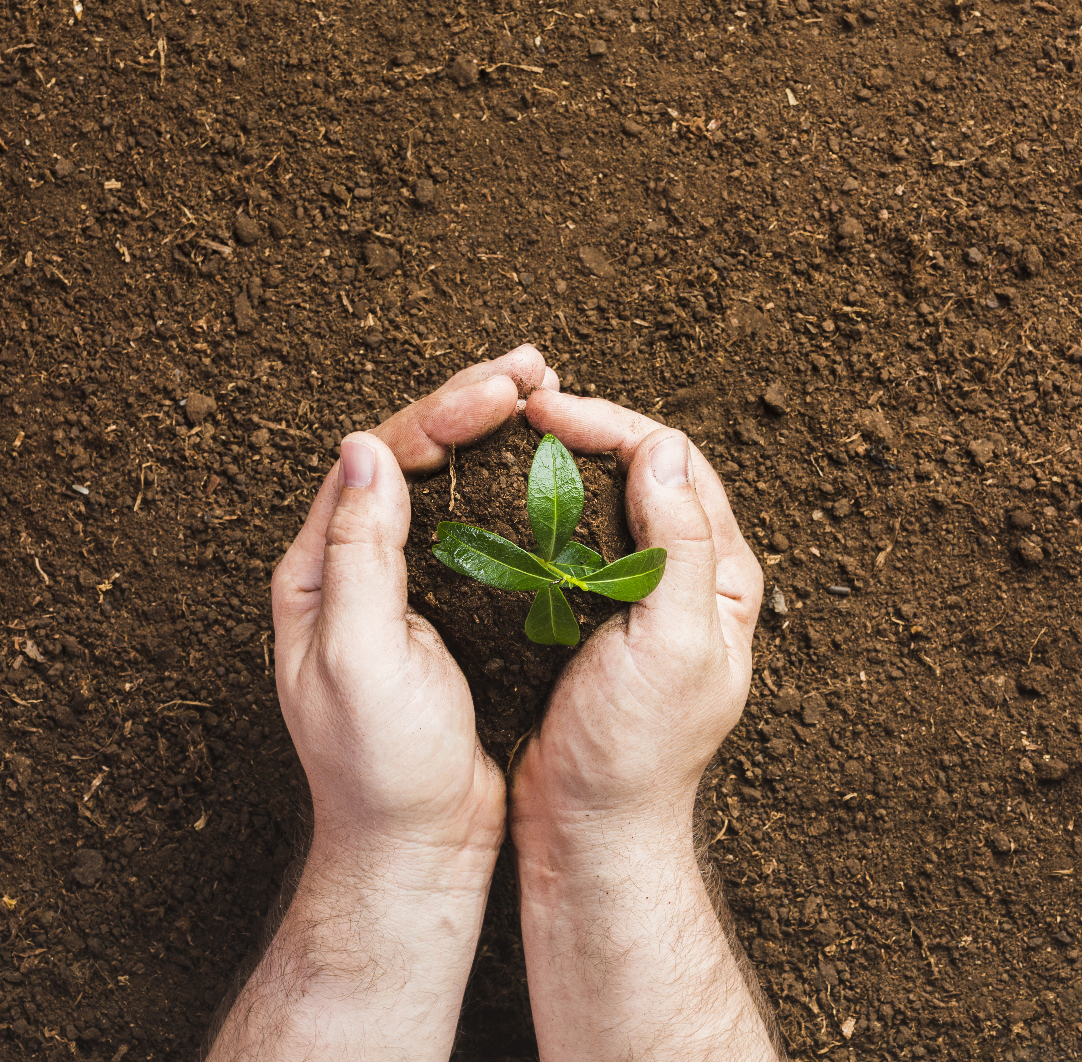 Duas mãos claras, com pelos nos antebraços, seguram uma pequena planta verde com quatro folhas sobre terra escura, simbolizando cuidado e crescimento