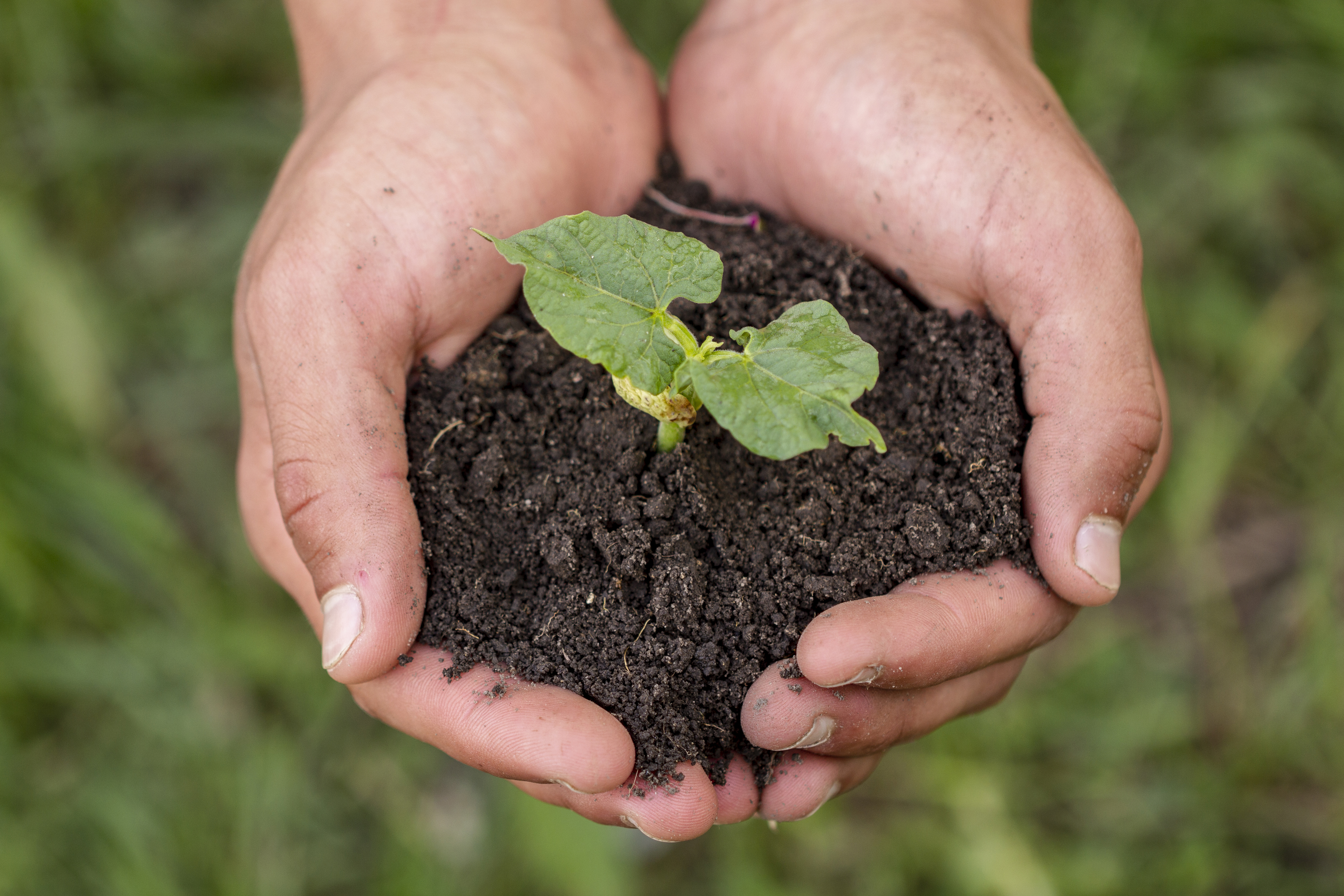 Mãos de uma pessoa seguram um punhado de terra escura com uma pequena muda verde brotando, em um fundo desfocado de grama