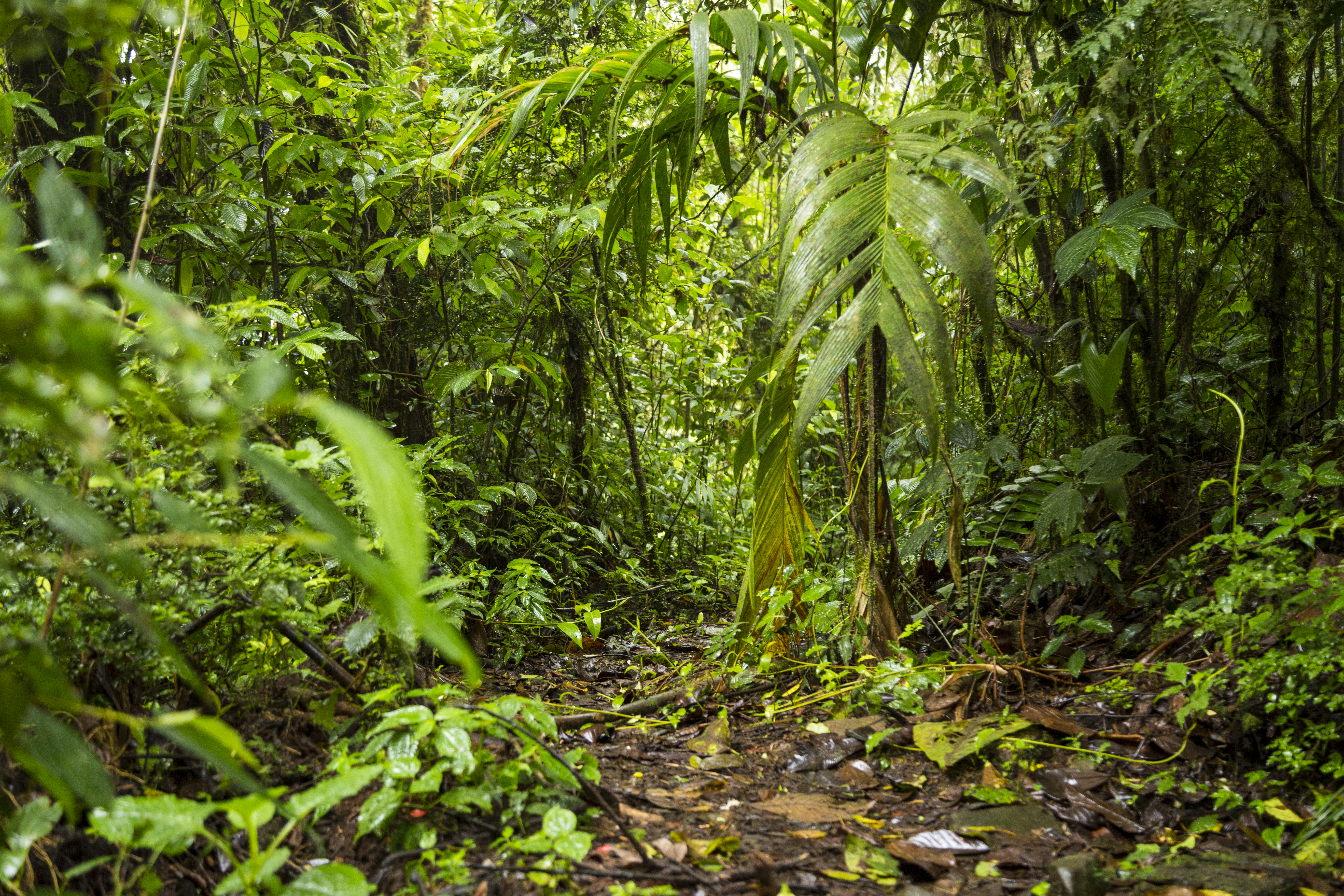 Trilha de terra úmida e escura em uma floresta tropical densa, com vegetação exuberante e folhas verdes de diversos tamanhos, algumas com gotas de água, indicando um ambiente chuvoso ou úmido
