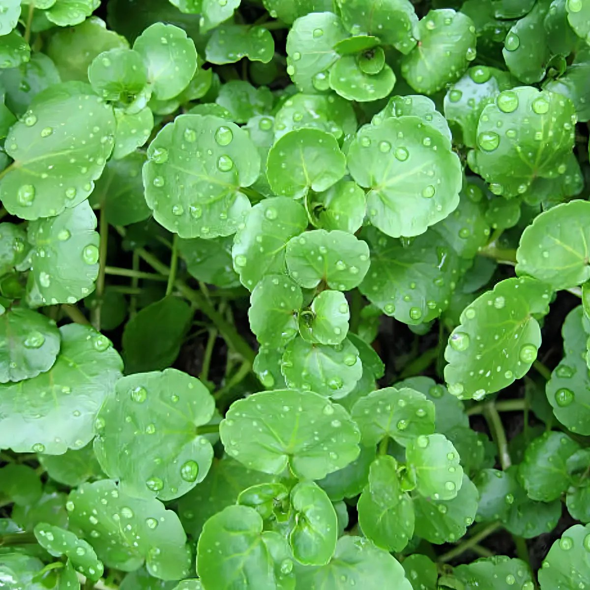 Folhas verdes vibrantes de agrião, com gotas de água brilhantes sobre a superfície, indicando frescor e orvalho