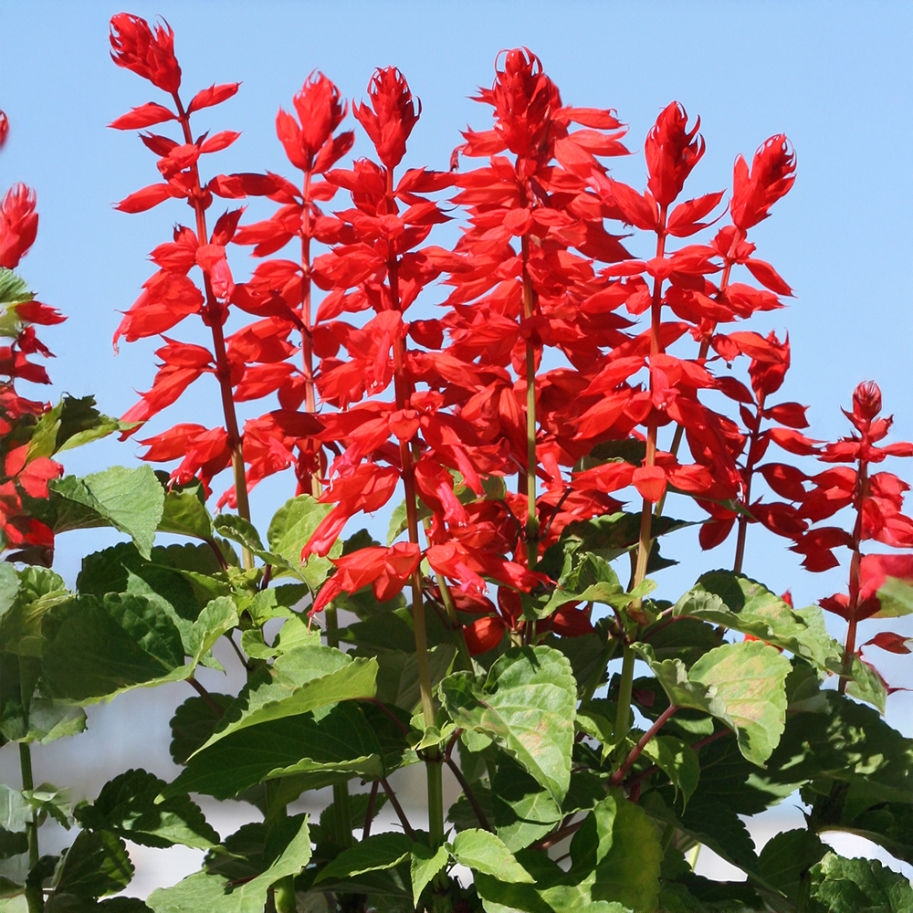 Flores vermelhas vibrantes de sálvia escarlate em hastes verdes, com folhas verdes escuras na base, contra um céu azul claro