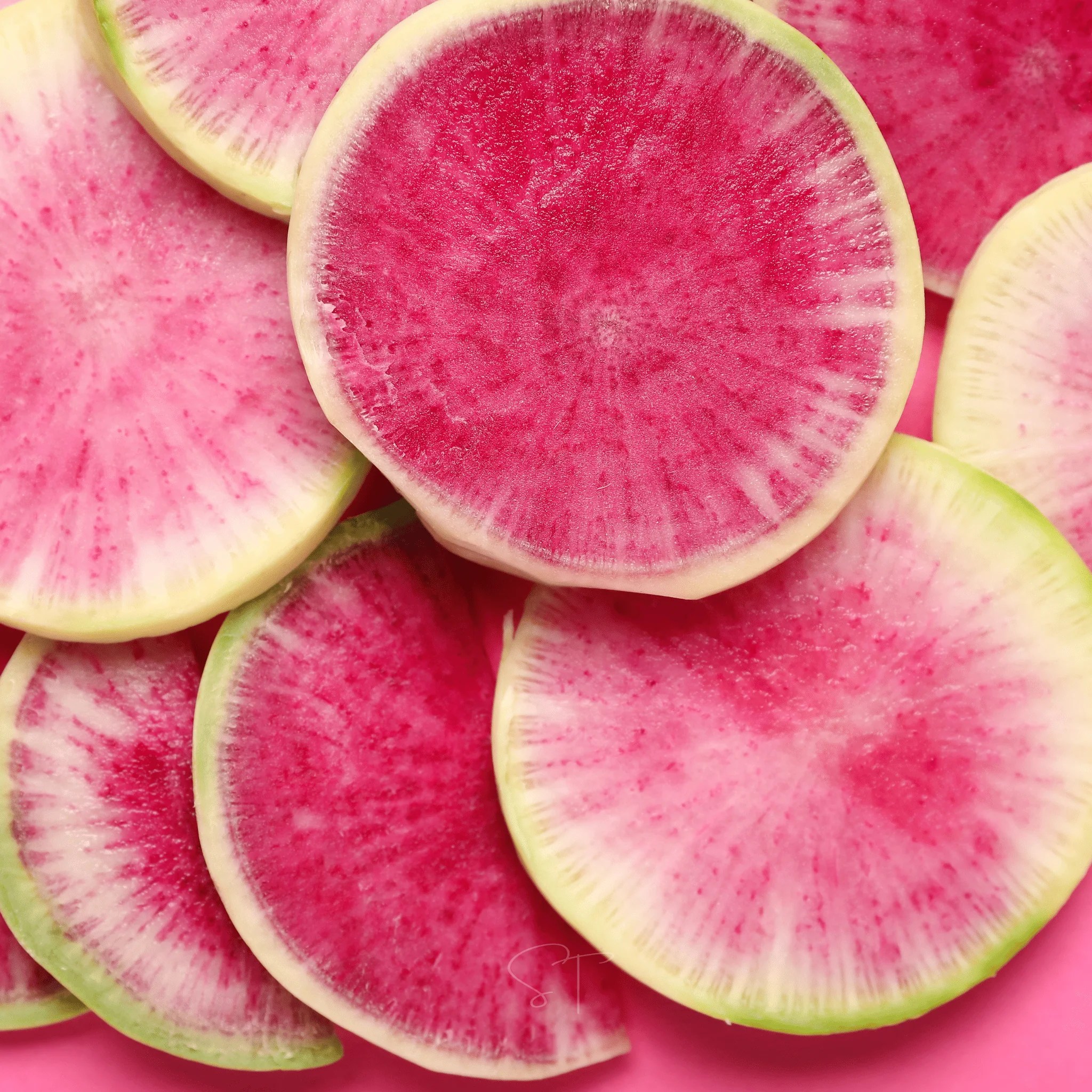Fatias finas de rabanete melancia com centro rosa vibrante e bordas brancas e verdes claras, dispostas sobre um fundo rosa