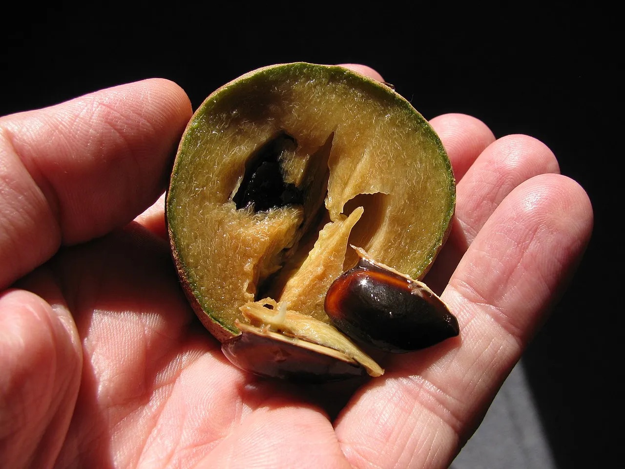 Uma mão segura uma fruta sapoti cortada ao meio, revelando a polpa marrom-clara e uma semente escura e brilhante. A casca é verde e a polpa tem textura fibrosa. O fundo é escuro, destacando a fruta e a mão