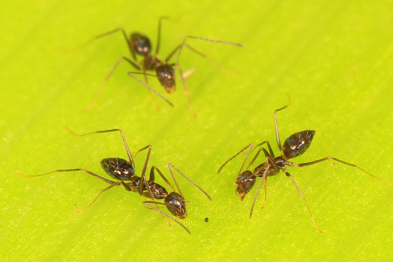 Três formigas pretas de pernas longas e finas sobre uma superfície verde-limão, com uma delas mais desfocada ao fundo