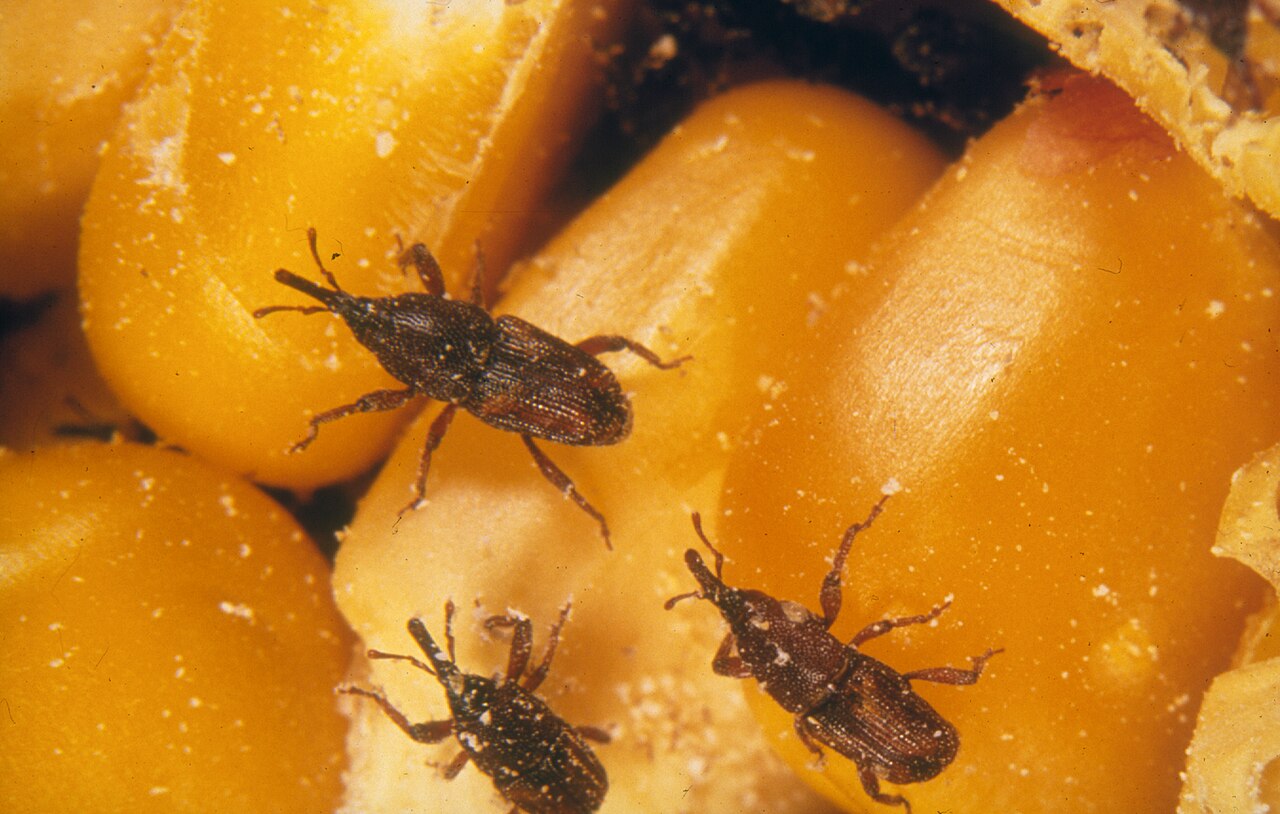 Carunchos nos alimentos: como eliminar e prevenir insetos na despensa. Na foto, Três gorgulhos marrons escuros, com corpos alongados e focinhos proeminentes, rastejam sobre grãos de milho amarelos e brilhantes, alguns com pequenas marcas brancas de poeira ou resíduos