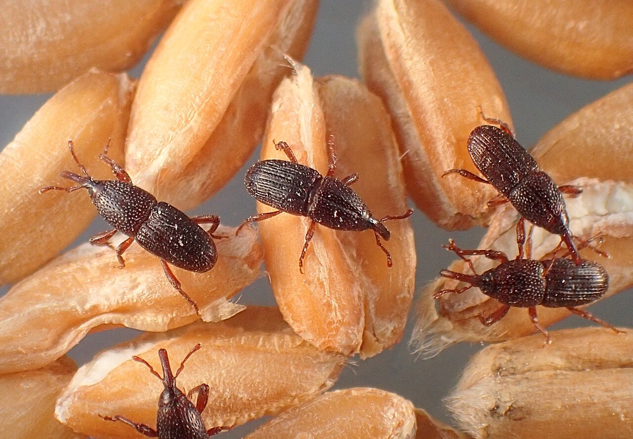 Carunchos nos alimentos: como eliminar e prevenir insetos na despensa